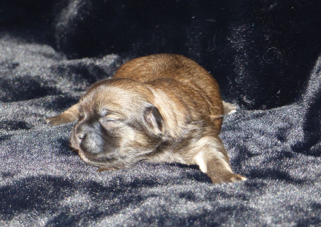 Du Clos De La Horde - Chiots disponibles - Epagneul tibetain