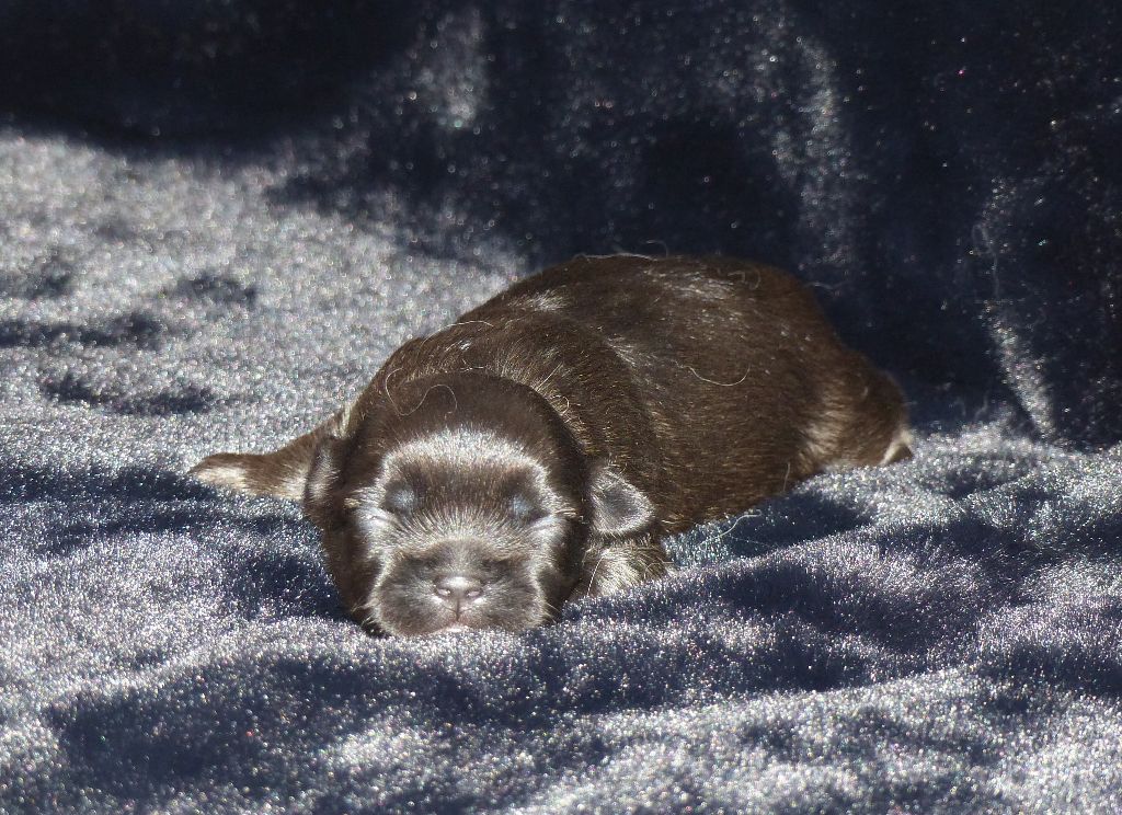 Du Clos De La Horde - Chiots disponibles - Epagneul tibetain