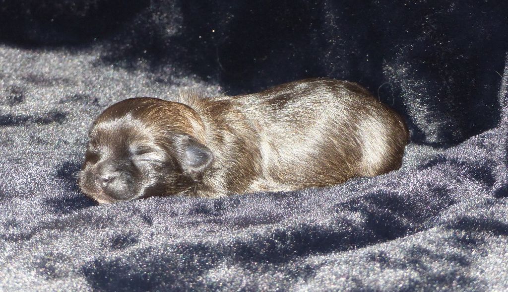 Du Clos De La Horde - Chiots disponibles - Epagneul tibetain