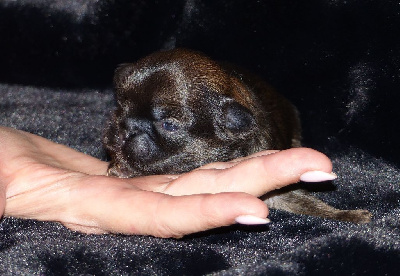 CHIOT Collier Marron